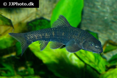 Doktorfisk (Garra rufa)